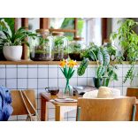 LEGO 40646 Icons Nárciszok